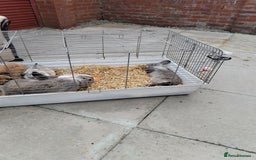 Netherland Dwarf rabbits for sale: Rabbits  - Image 4