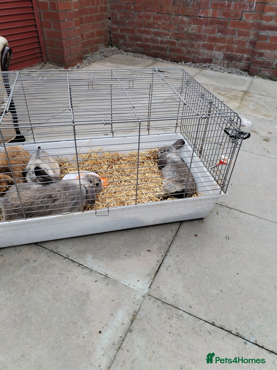 Netherland Dwarf rabbits for sale: Rabbits  - Image 4
