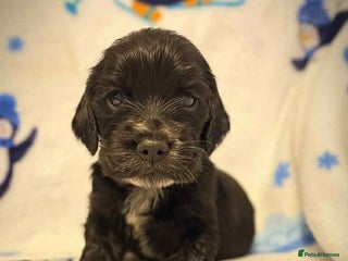 Cocker Spaniel dogs Beautiful show cocker puppies - Advert 3