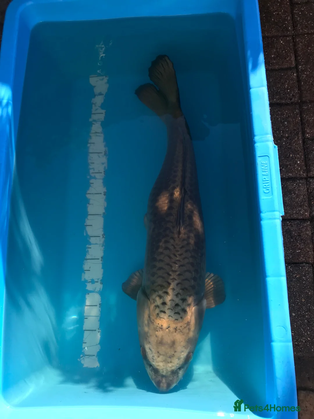 Koi Carp fish for sale: Koi collection  in London - Advert 7