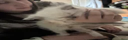 Ragdoll cats for sale: Pedigree ragdoll kittens ready now - Advert 7