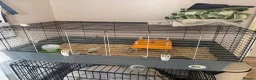Chickens poultry for sale: Bantam set up with brand new pen - Advert 1