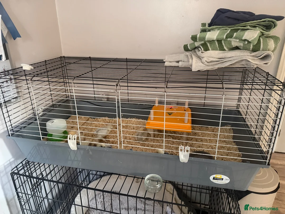 Chickens poultry for sale: Bantam set up with brand new pen - Advert 1