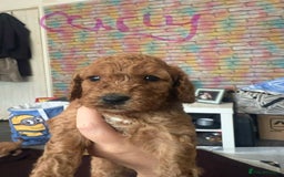 Cockapoo dogs for sale: 5 Absolutely gorgeous Fox Red Cockapoo Puppies - Image 8