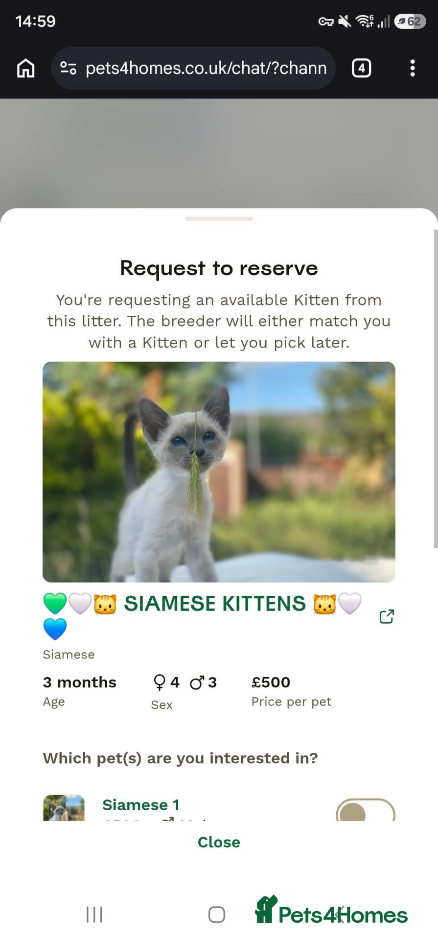 Siamese cats Beware⚠️ Dream Home farm - Advert 5