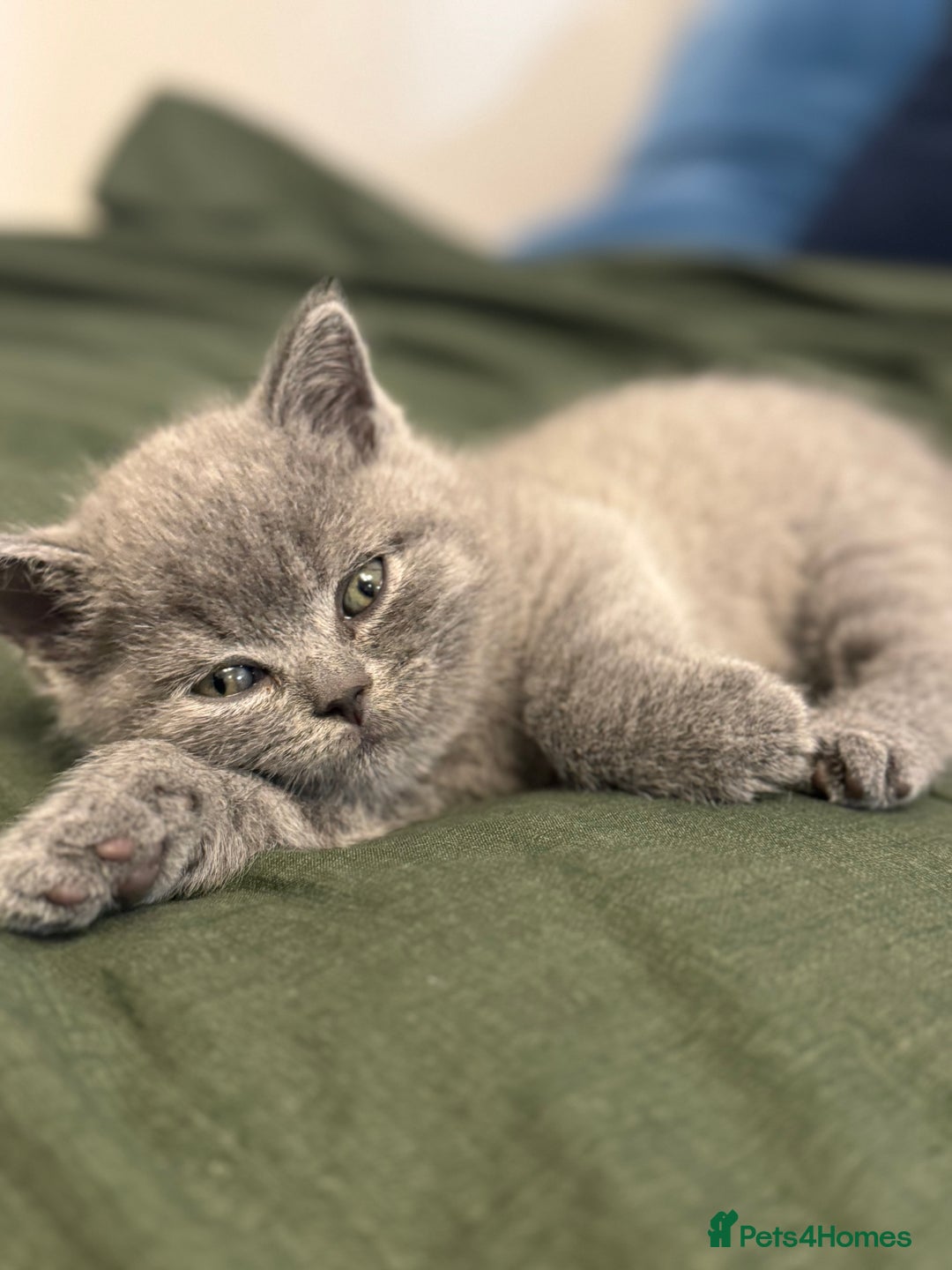 British Shorthair cats for sale: British Shorthair kittens (2 boys) - Image 4