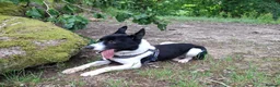 Border Collie dogs for sale: Kaptain Kipper – Loving 4-Year-Old Border Collie - Advert 15