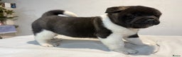 Akita dogs for sale: AMERICAN AKITA LOOKING FOR HOME - Advert 15