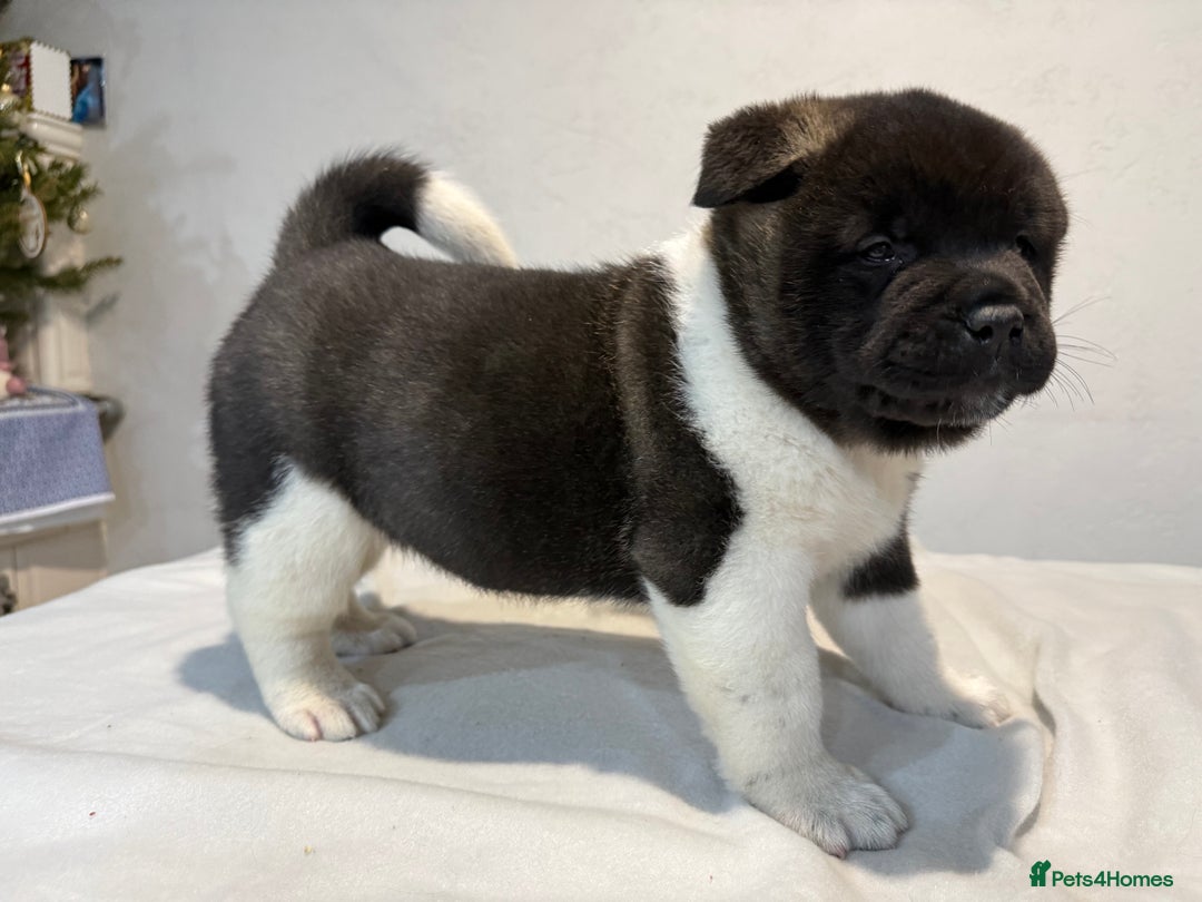 Akita dogs for sale: AMERICAN AKITA LOOKING FOR HOME - Advert 15