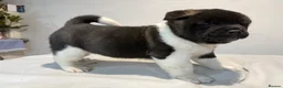 Akita dogs for sale: AMERICAN AKITA LOOKING FOR HOME - Advert 28