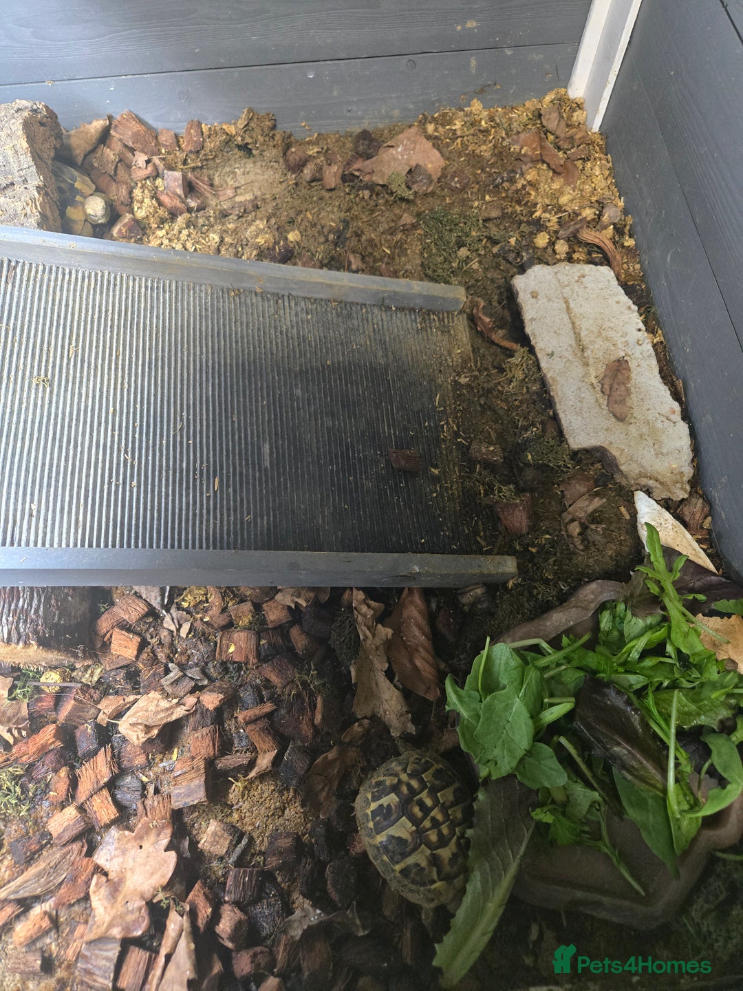 Hermann Tortoise reptiles for sale: 2 Yearling Western Hermann's Tortoises+full setup - Image 5