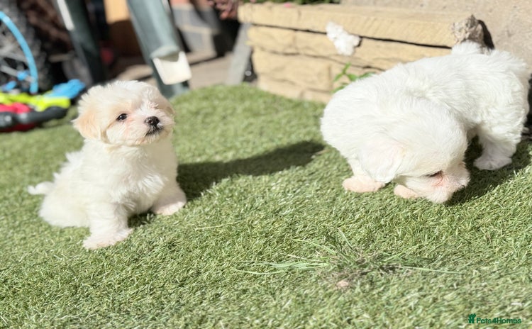 Maltese dogs - Advert 3