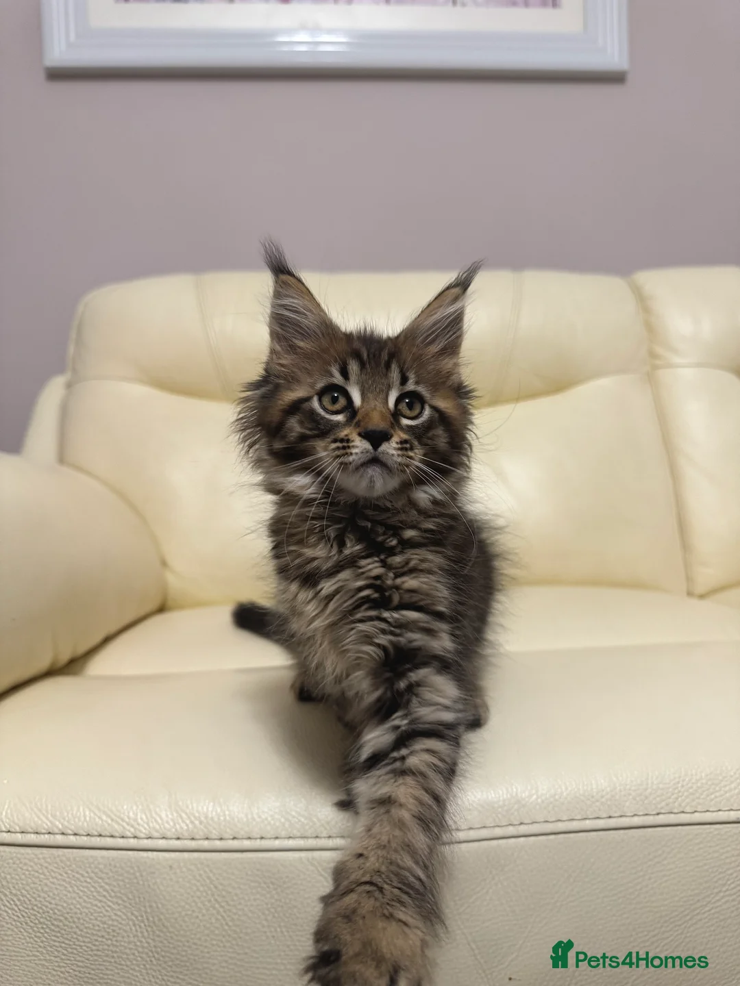 Maine Coon cats for sale: MaineCoonKitten🏆20+gen🧬Outstadning Full Pedigree - Advert 8