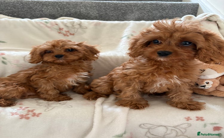 Cavapoo dogs in Dudley - Advert 2