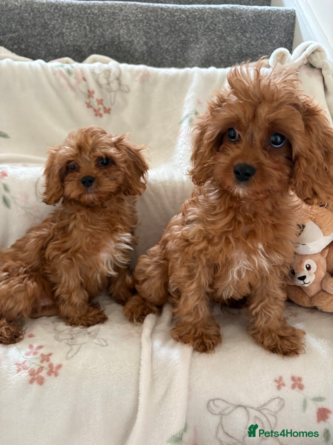 Cavapoo dogs for sale: Health tested clear 5⭐️ F1 Toy cavapoo puppys  in Dudley - Image 1