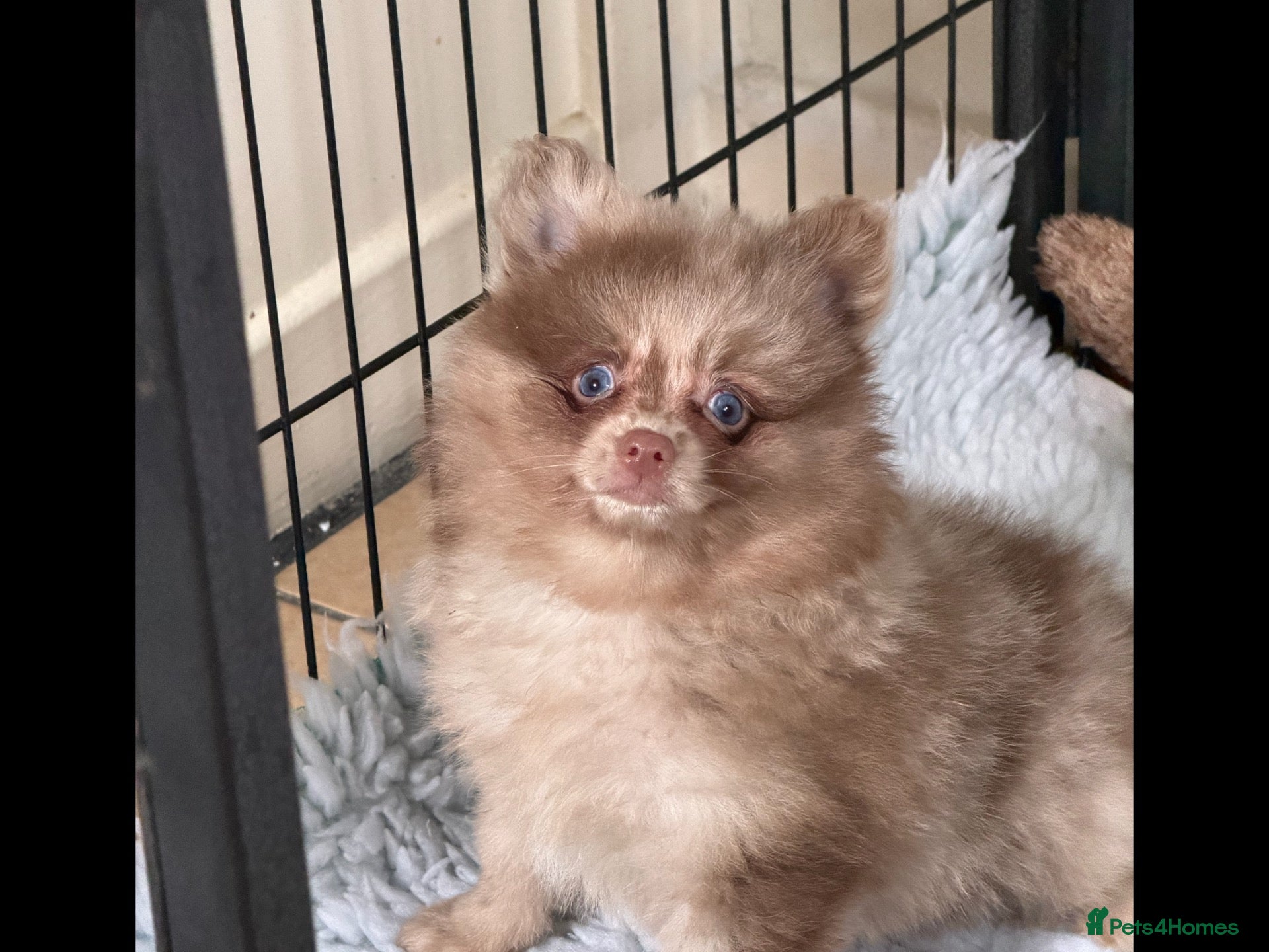 Pomeranian dogs BEAUTIFUL POMERANIAN PUPPIES - Advert 2