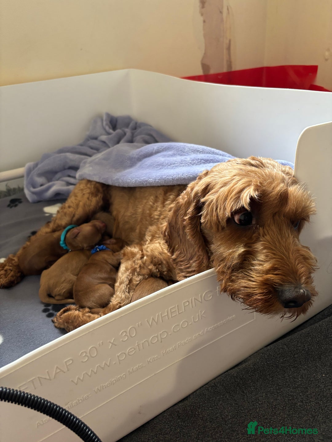 Cockapoo dogs for sale: Gorgeous F2 Cockapoo Puppies - Image 2
