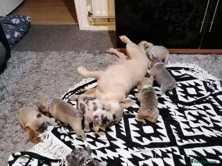 French Bulldog dogs Beautiful and Healthy French Bulldog Puppies - Advert 1