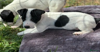 Jack Russell dogs - Advert 10