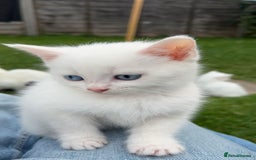 European cats for sale: Little kitten looking for a loving home - Image 6