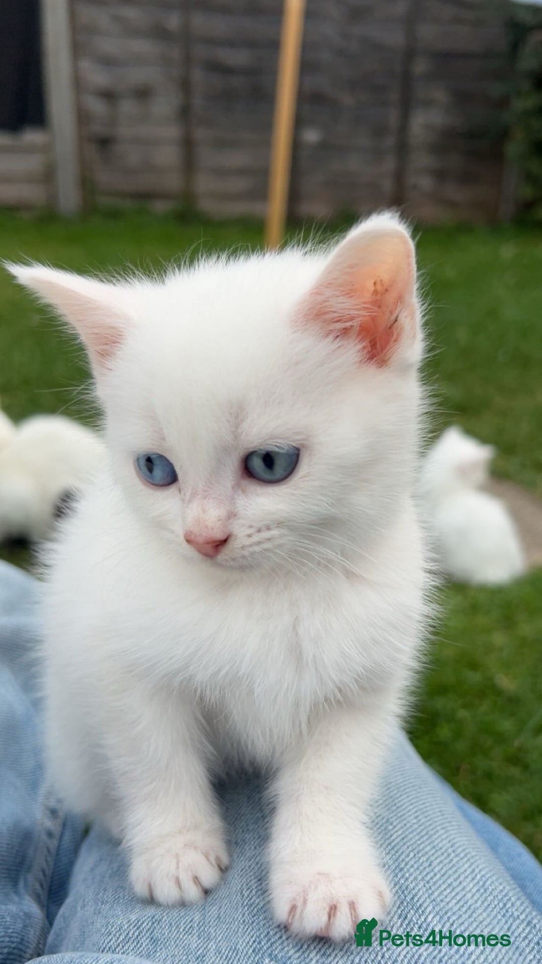 European cats for sale: Little kitten looking for a loving home - Image 6