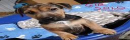 Jack Russell dogs for sale: Broken Coat Tan Jack Russells - Advert 9