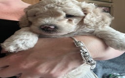 Poochon dogs for sale: 2 poochon girls available  - Image 13