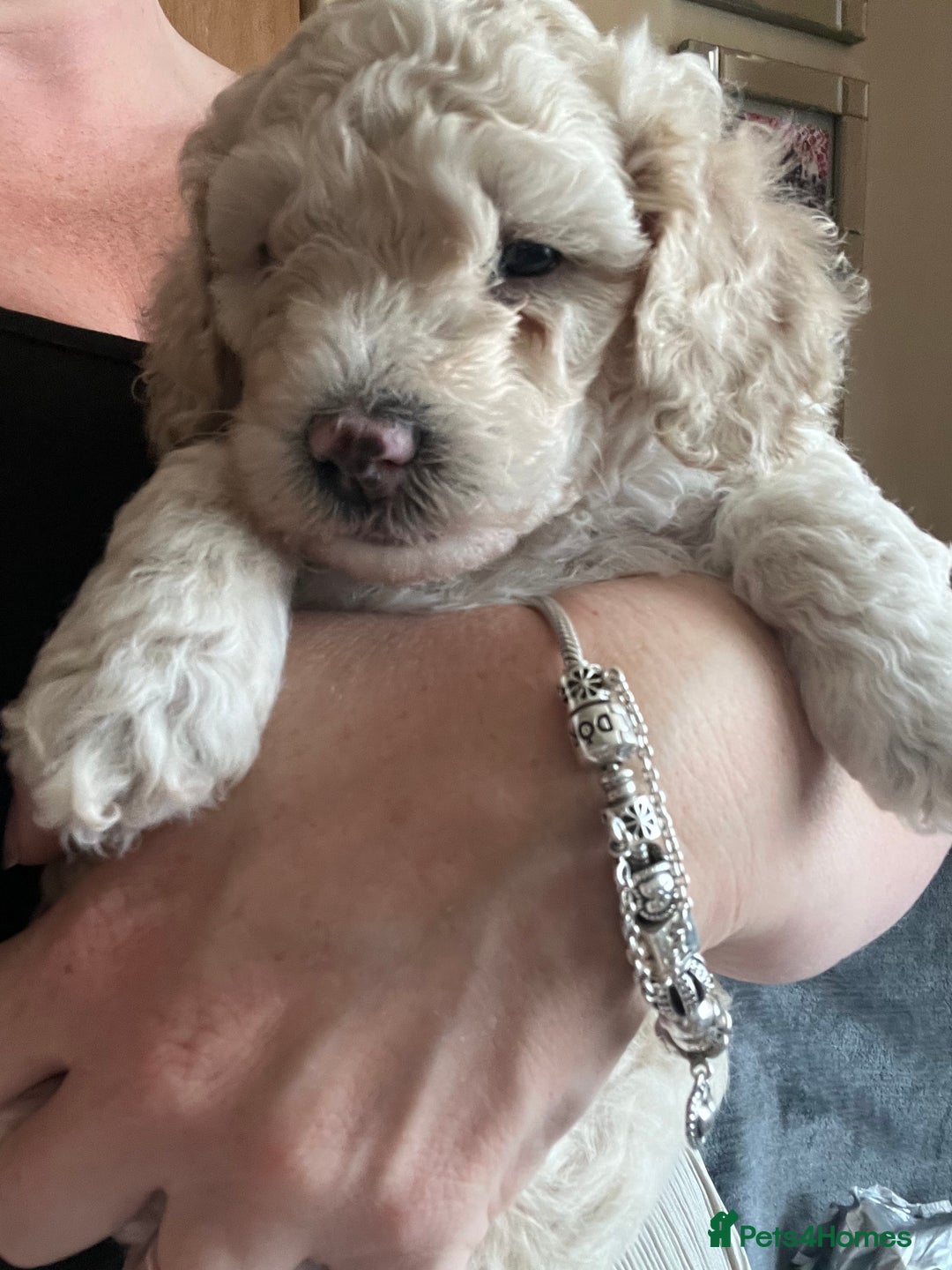 Poochon dogs for sale: 2 poochon girls available  - Image 13