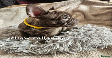 French Bulldog dogs - Advert 1
