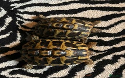 Hermann Tortoise reptiles for sale: 2 female hermans  - Image 2