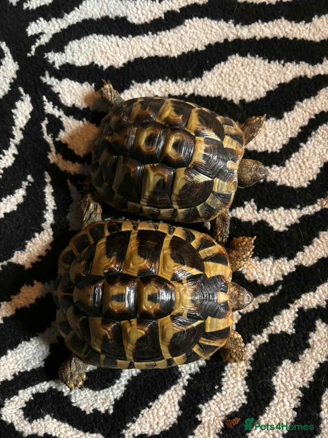Hermann Tortoise reptiles for sale: 2 female hermans  - Image 2