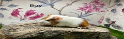 Guinea Pig rodents for sale: Baby guinea pigs female and male  - Advert 3