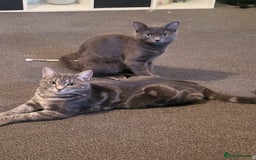 Domestic Shorthair cats for sale: 2 gorgeous kittens for sale - Image 15