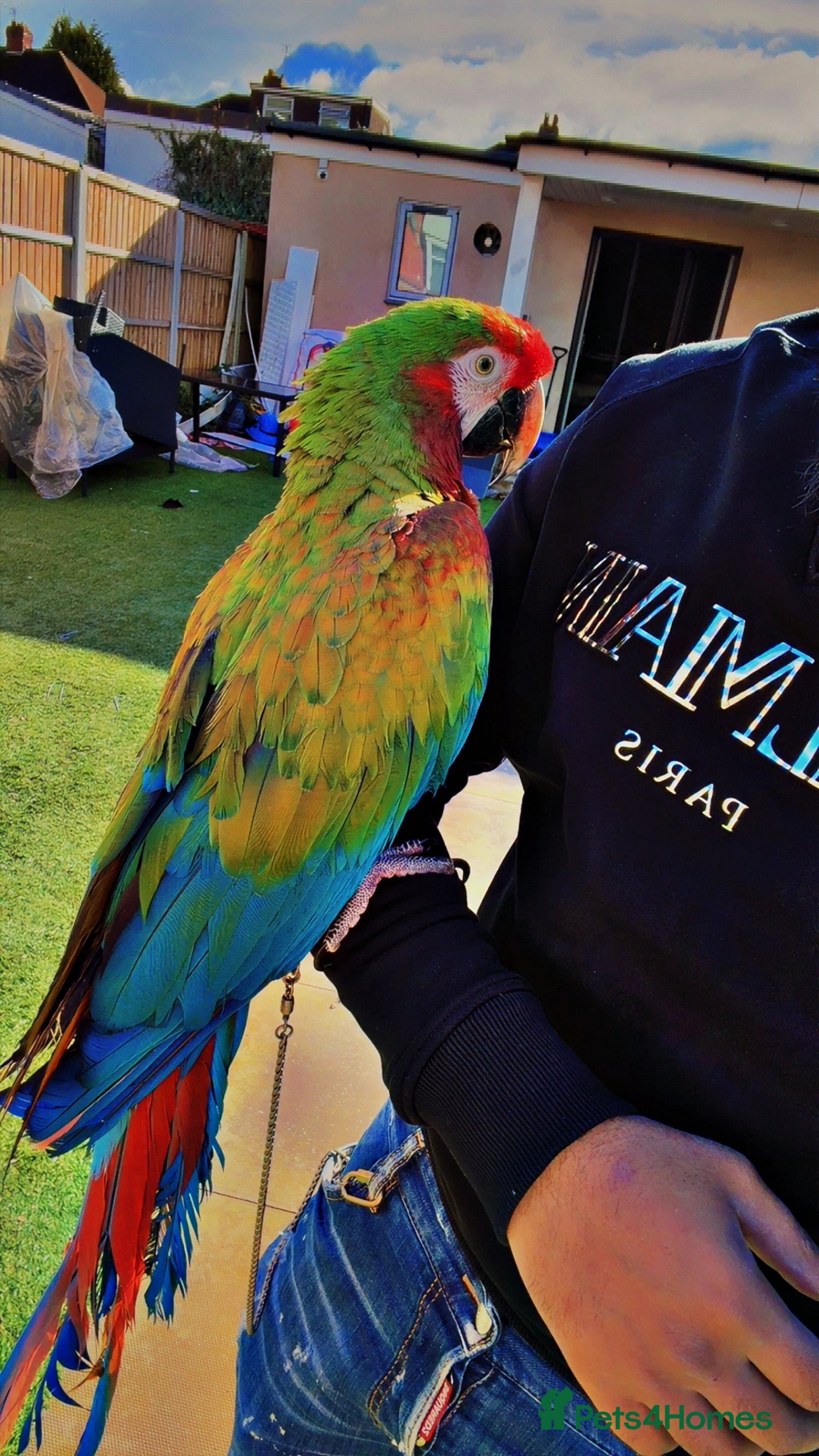 Macaws birds Shamrock Macaw – Rare, Striking & Elite Companion - Advert 4