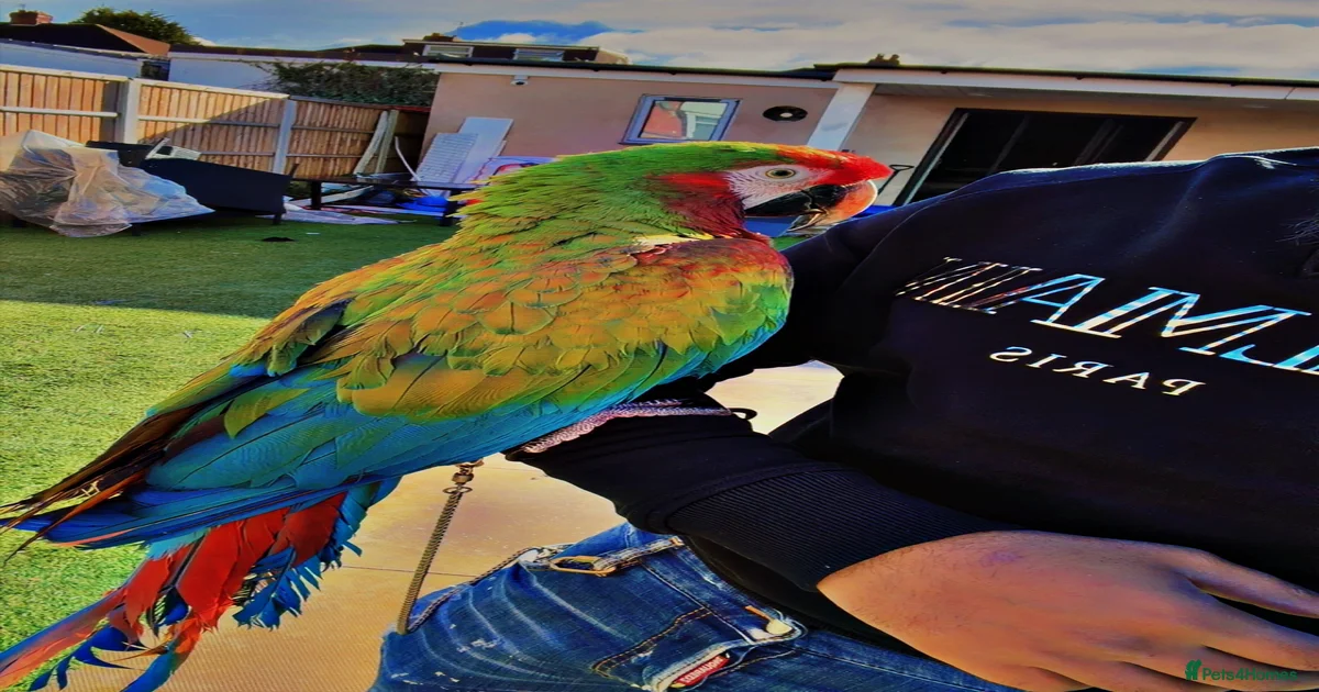 Fresh Look at Shamrock Macaw Rare Striking Elite Companion For Sale In