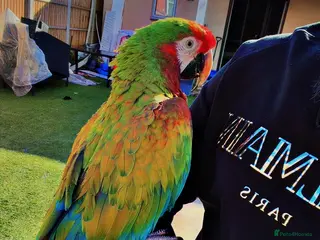 Macaws birds Shamrock Macaw – Rare, Striking & Elite Companion - Advert 4