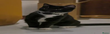 Pudding