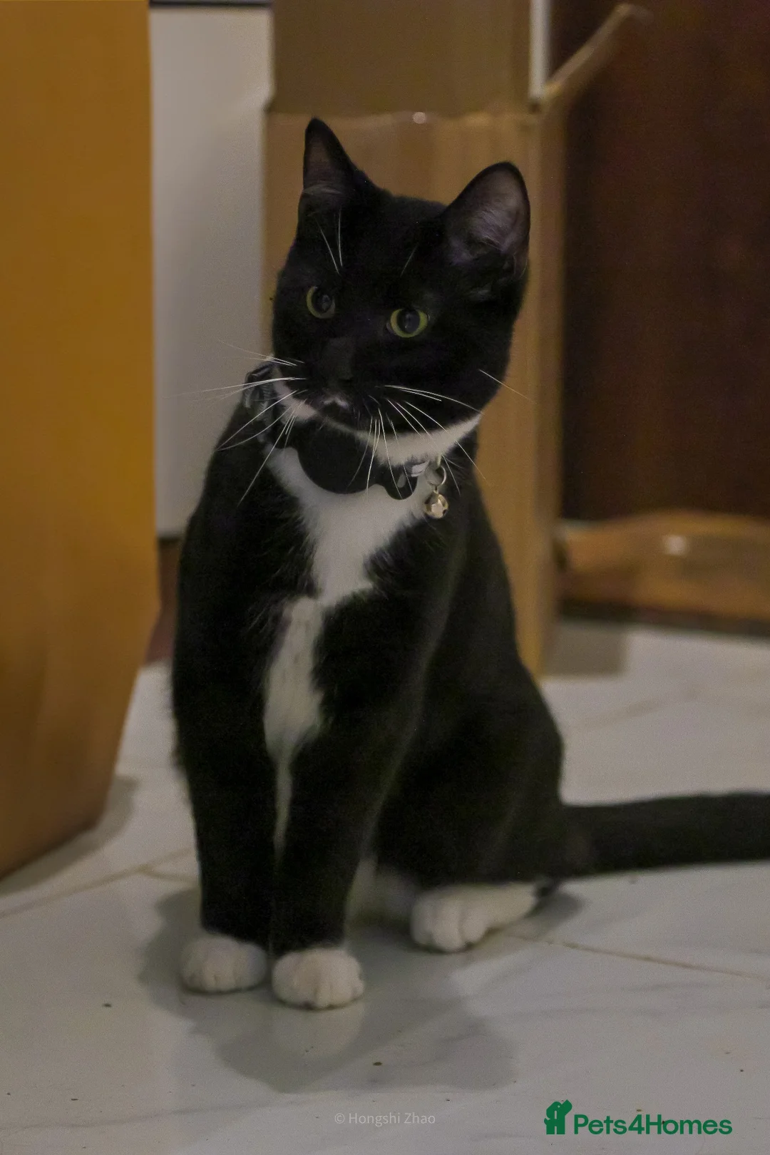 Domestic Shorthair cats for sale: Lovely Gentle Cat Looking for a New Home - Advert 5