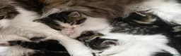 Mixed Breed cats for sale: Beautiful & Bonnie Boys & Mumma - Advert 21