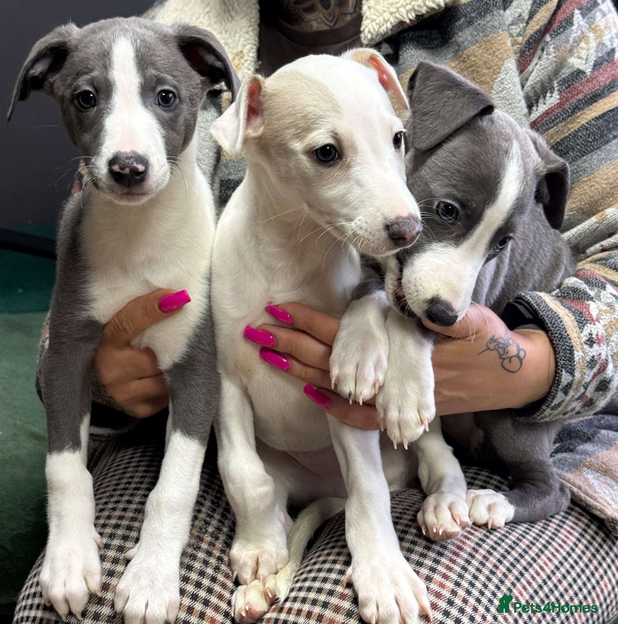 Whippet dogs READY NOW- Health checked  UNIQUE WHIPPETS  - Advert 1