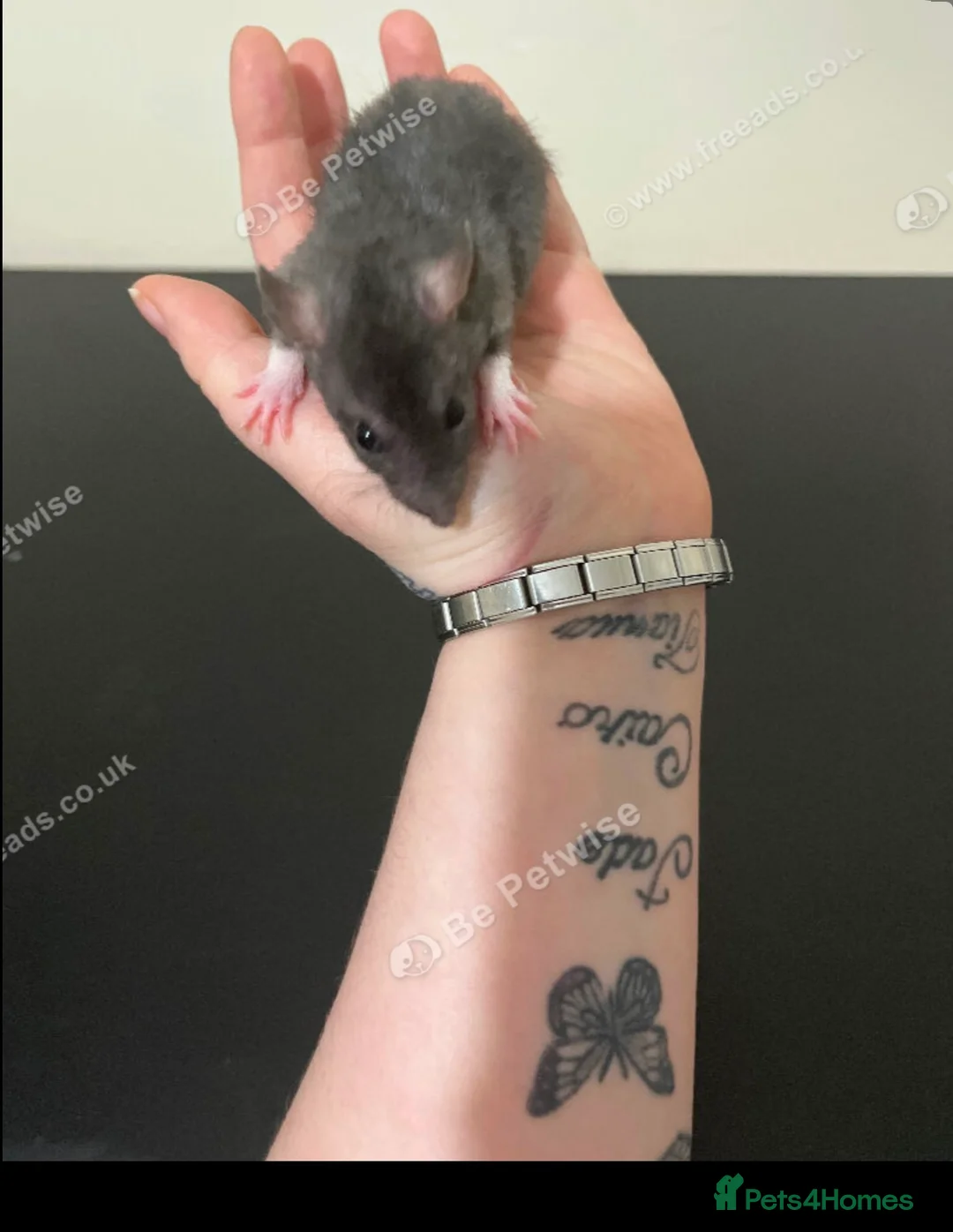 Rat rodents for sale: Baby rats for sale  - Advert 14