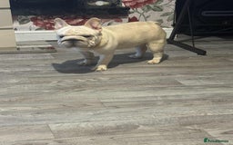 French Bulldog dogs for sale: French bulldog boy - Advert 3