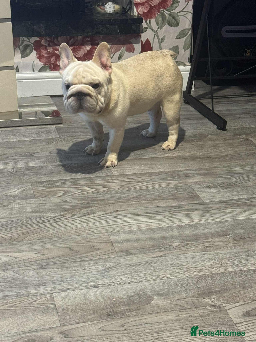 French Bulldog dogs for sale: French bulldog boy - Advert 3