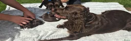 Sprocker dogs for sale: Working sprocker in Bucknell - Advert 4