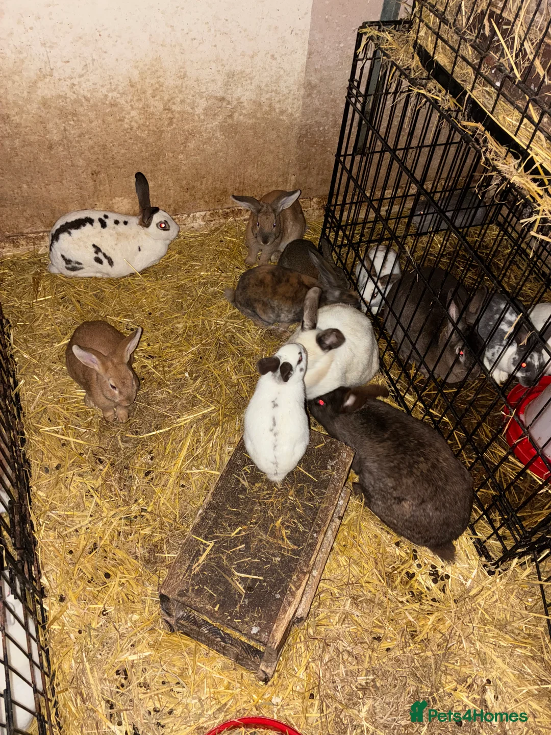 Rex rabbits for sale: Rex, velvet and mixed bunnies  - Advert 4