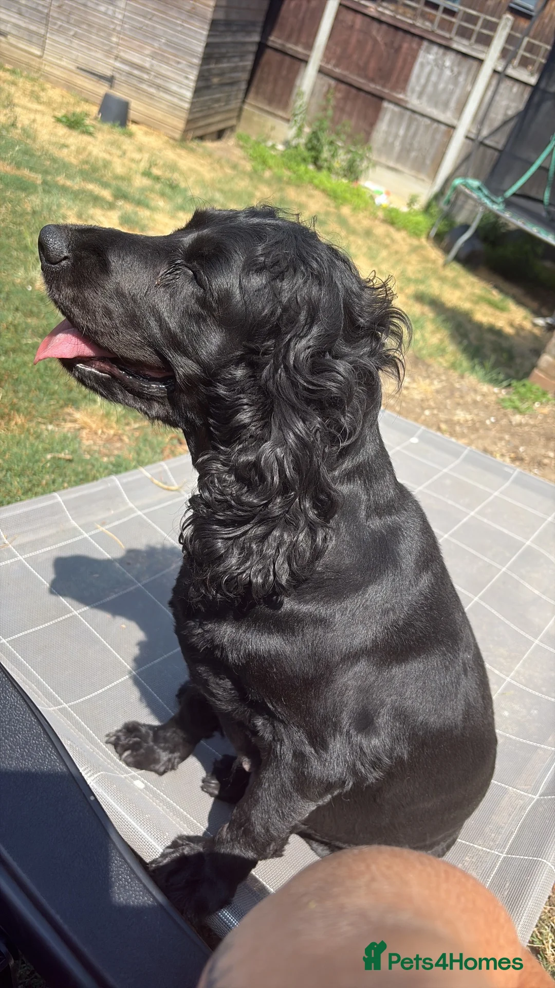 Mixed Breed dogs for sale: Cocker mix pups - Advert 2