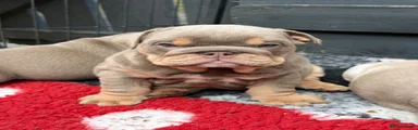 English Bulldog Puppy 6