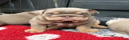 English Bulldog dogs for sale: British bull dog puppy’s  - Advert 12