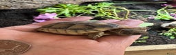 Tortoise reptiles for sale: 2025 Marginated tortoise hatchlings for sale  - Advert 2