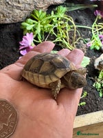 Tortoise reptiles - Advert 6